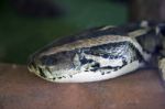 Python Tiger Head Close-up Stock Photo