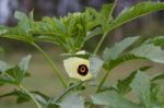 Plantation Of Turkish Shacks In Organic Garden Stock Photo