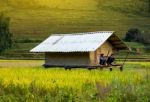 Close Up Rice Fields On Terraced Of Yellow Green Rice Field Landscape Stock Photo