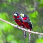 Black-and-red Broadbill Stock Photo