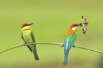 Chestnut-headed Bee-eater Stock Photo