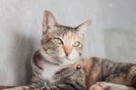 Thai Cat Pose With Grey Background Stock Photo