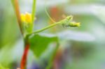 Close Up Baby Melon With Female Melon Flower Stock Photo