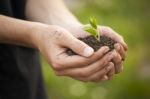 Hands Holding Seedleng Stock Photo