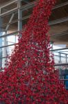 Cardiff/uk - August 27 : Poppies Pouring Out Of The Welsh Assemb Stock Photo