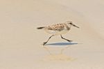 Galapagos Mockingbird In Santa Cruz Island Stock Photo