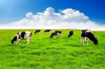 Cows On A Green Field And Blue Sky Stock Photo