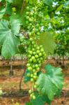 Young Green Grapes Stock Photo