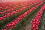 Tulip Farm Stock Photo