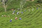 Dalat, Vietnam, July 30, 2016: A Group Of Farmers Picking Tea On A Summer Afternoon In Cau Dat Tea Plantation, Da Lat, Vietnam Stock Photo