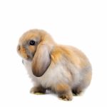 Lop Rabbit In Front Of A White Backgroun Stock Photo