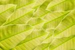 Green Leaf Background Stock Photo