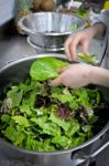 Green Salad Stock Photo