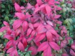 Red Leaves Of Sacred Bamboo Stock Photo