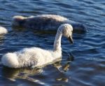 Funny Young Swan Is Swimming Stock Photo