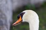 The Funny Portrait Of The Swan Stock Photo