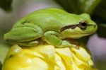 European Tree Frog Stock Photo