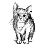 Freehand Sketch Illustration Of Little Cat Stock Photo