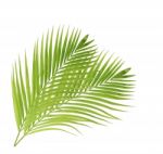 Palm Leaf Isolated On White Background Stock Photo