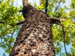 Mahogany Tree Stock Photo