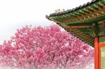 Cherry Blossom With Roof Of Temple In Spring Stock Photo