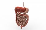 Human Digestive System Stock Photo