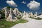 Petrified Forest Stock Photo