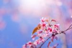 Close-up Cherry Blossom With Blue Sky Background Thai Sakura Blo Stock Photo