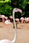 White Flamingo Pink Beak Stock Photo