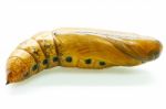 Oleander Hawk-moth Pupa Stock Photo