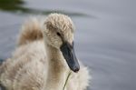 The Young Swan Beautiful Close-up Stock Photo