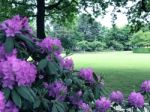 Rhododendron-flowers In The Park Stock Photo