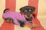 Mongrel Dog Puppy With Clothes In His Bucket Stock Photo