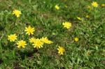 Autumn Hawkbit (leontodon Autumnalis) Stock Photo