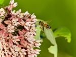 Isolated Image Of A Honeybee Flying Near Flowers Stock Photo