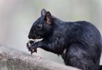 Isolated Picture With A Funny Squirrel Eating Nuts Stock Photo