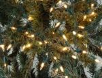 Pine Tree Lights Stock Photo