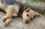 Mongrel Puppy Taking A Siesta Stock Photo