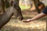 Dear In Open Zoo Stock Photo