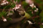 Anna's Hummingbird Stock Photo