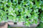 Green Plant Decorated In Home Garden Stock Photo