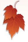 Maple Leaf Stock Photo