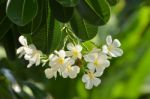 Plumeria. Flower Stock Photo