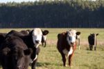 Cows Grazing In The Green Argentine Countryside Stock Photo