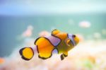 Cartoon Fish Near Sea Anemone Stock Photo