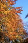 Beeches In Autumn Stock Photo