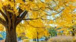 Autumn In Gyeongbokgung Palace,south Korea Stock Photo