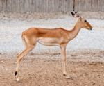 Standing Young Deer Stock Photo