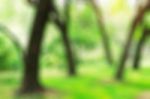 Trees With Blurred Images Stock Photo