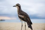 Bush Stone-curlew Resting On The Beach Stock Photo